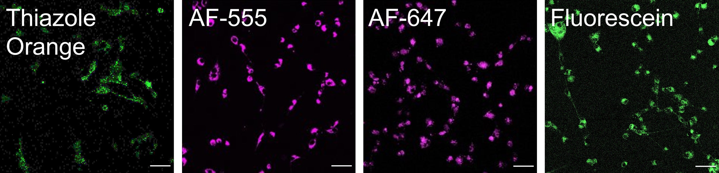 Four microscopy images show that EPP6 can deliver different types of fluorescent dye molecules into cells