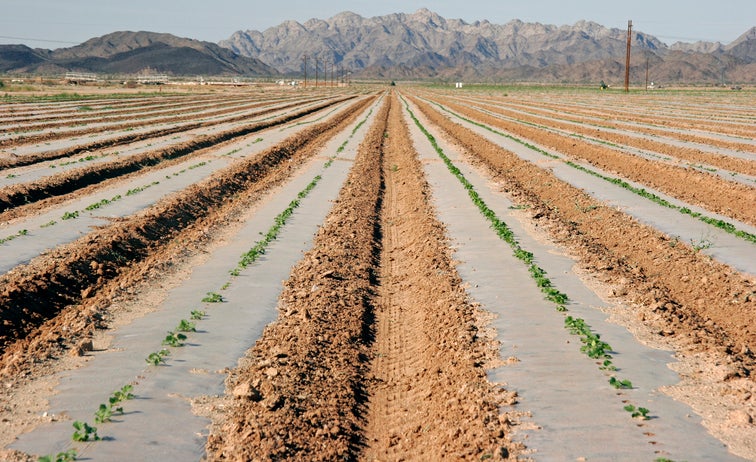 Rows of vegetables disappear to a vanishing point, with desert mountains on the horizon.