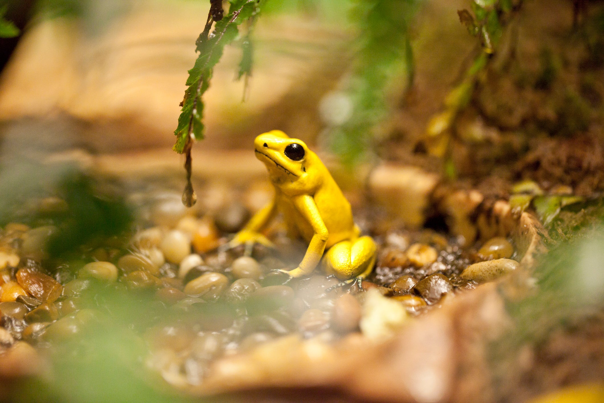 A golden poison frog with bright yellow skin sits on the jungle floor