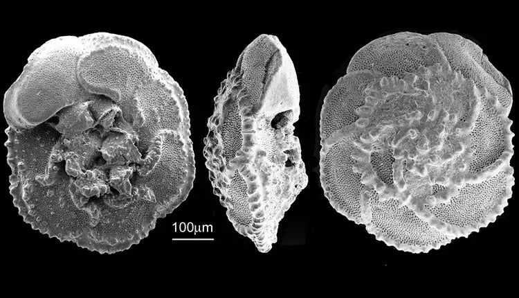 Black and white image of three elaborate shells from the ocean