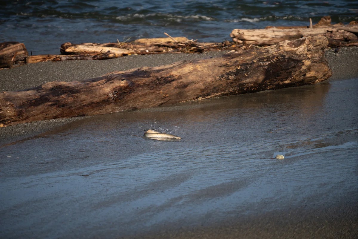 A fish in low water in a river