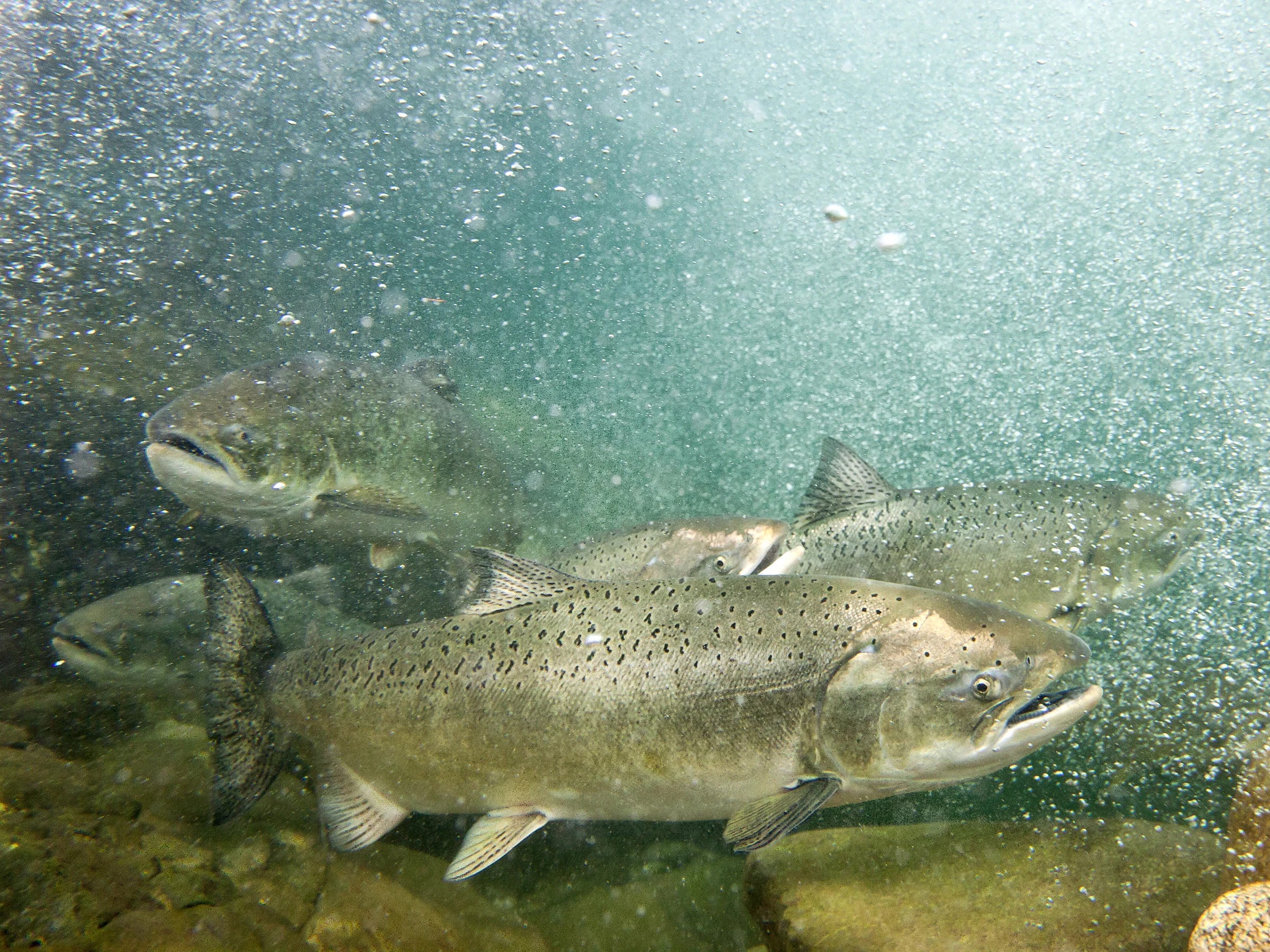 fish seen underwater in a river