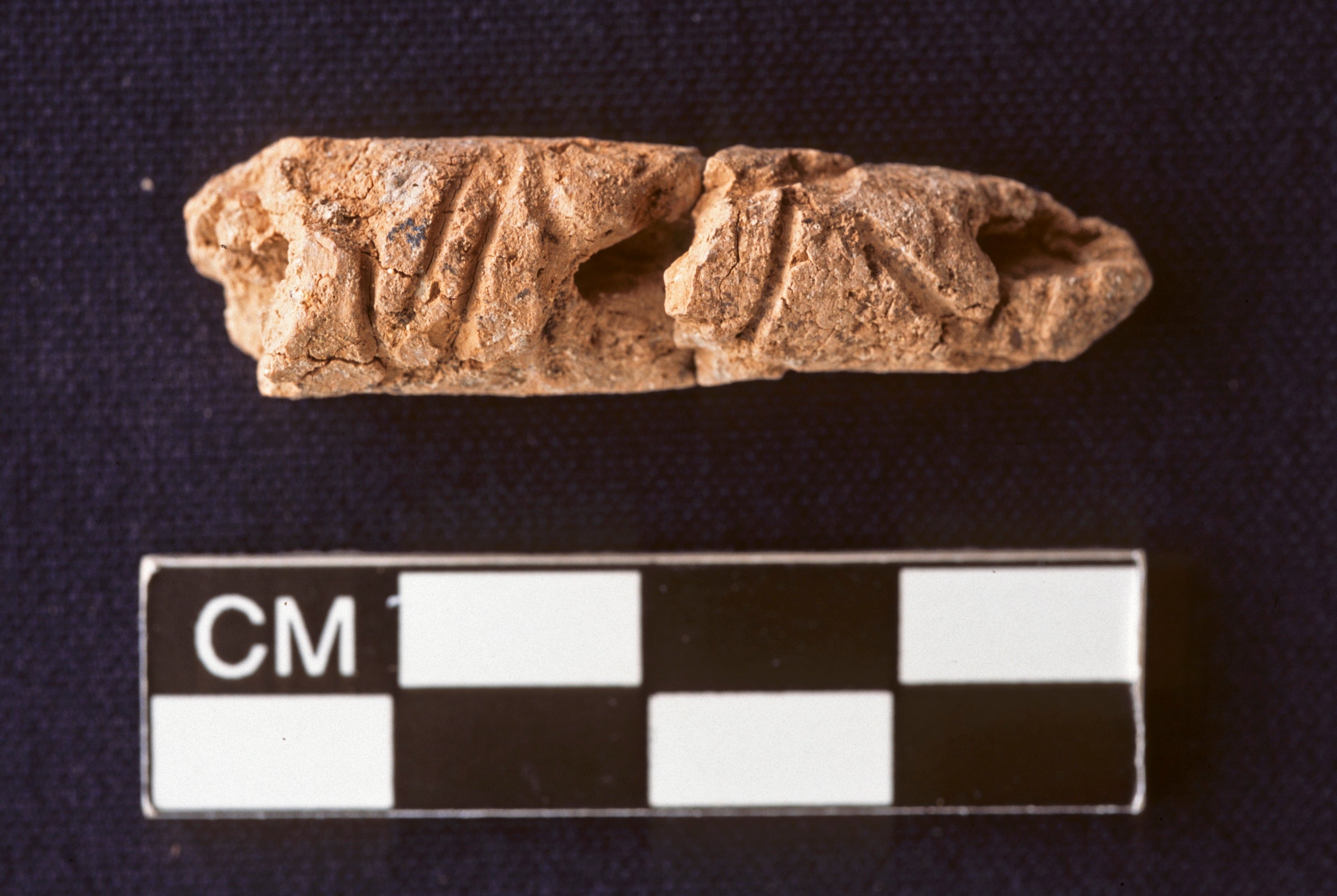 A brownish cylinder with marks on it with a centimeter measurement below it to show how small it is