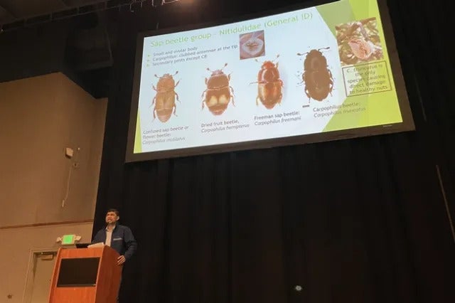 A man stands at a podium with several photos of beetles projected on a large screen behind him