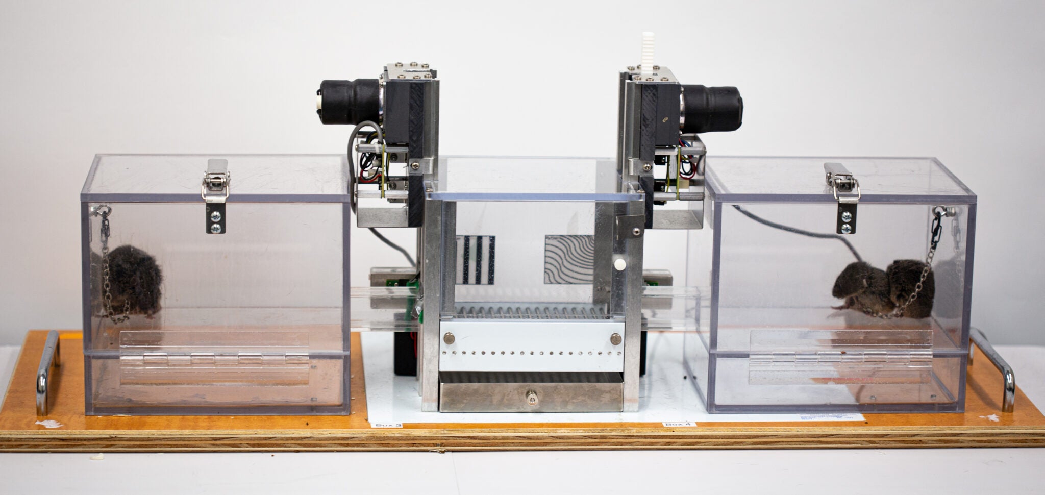 plexiglass enclosures with one vole in the left chamber and two huddling voles in the right chamber