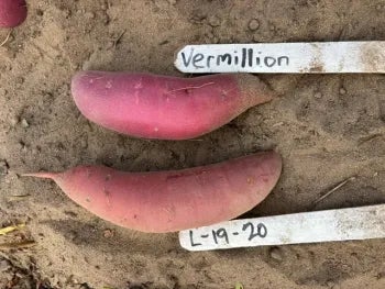 Comparison of two purple sweet potatoes