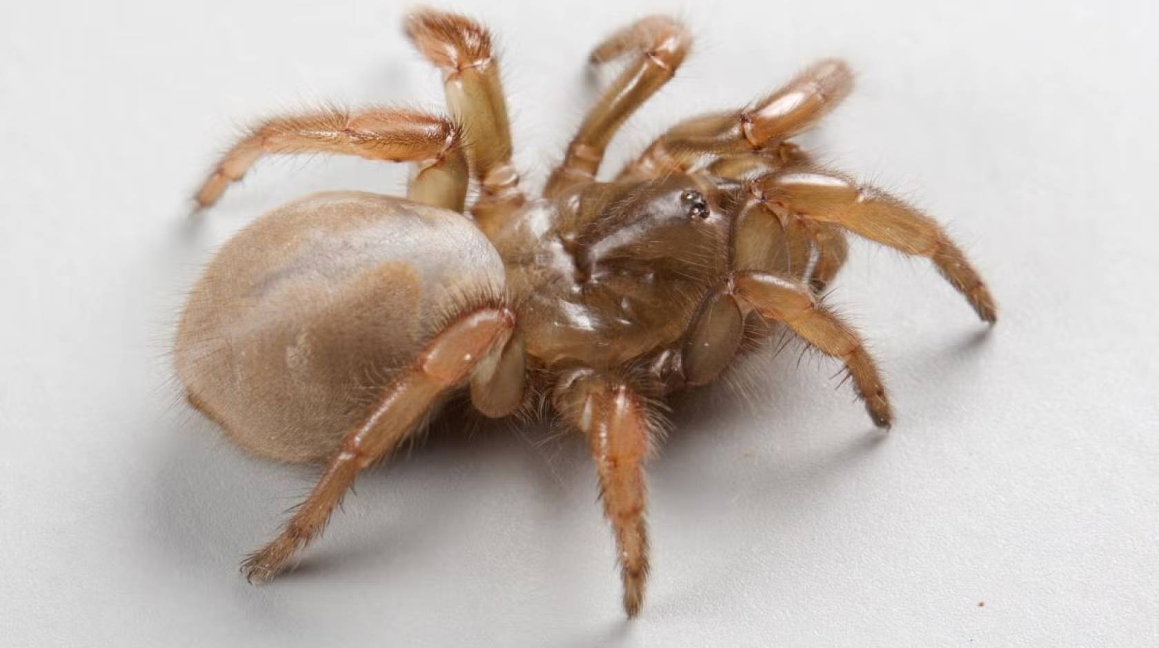 A light brown, tarantula-like, quarter-sized spider crawls across a white background. 