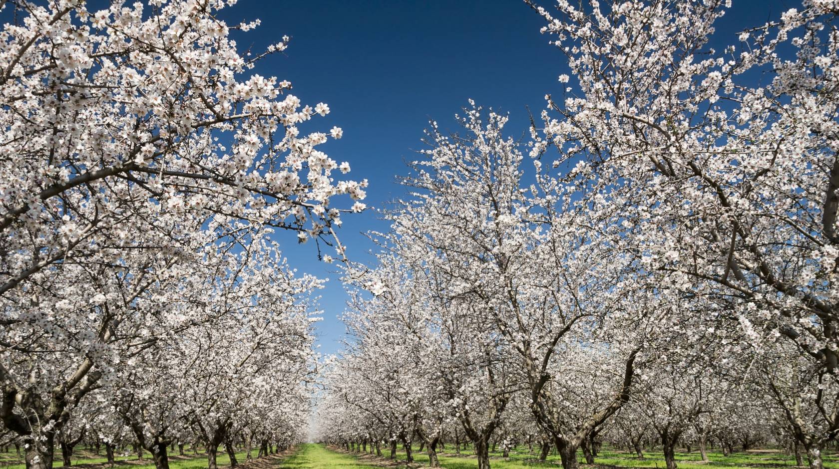 An almond orchard in full bloom