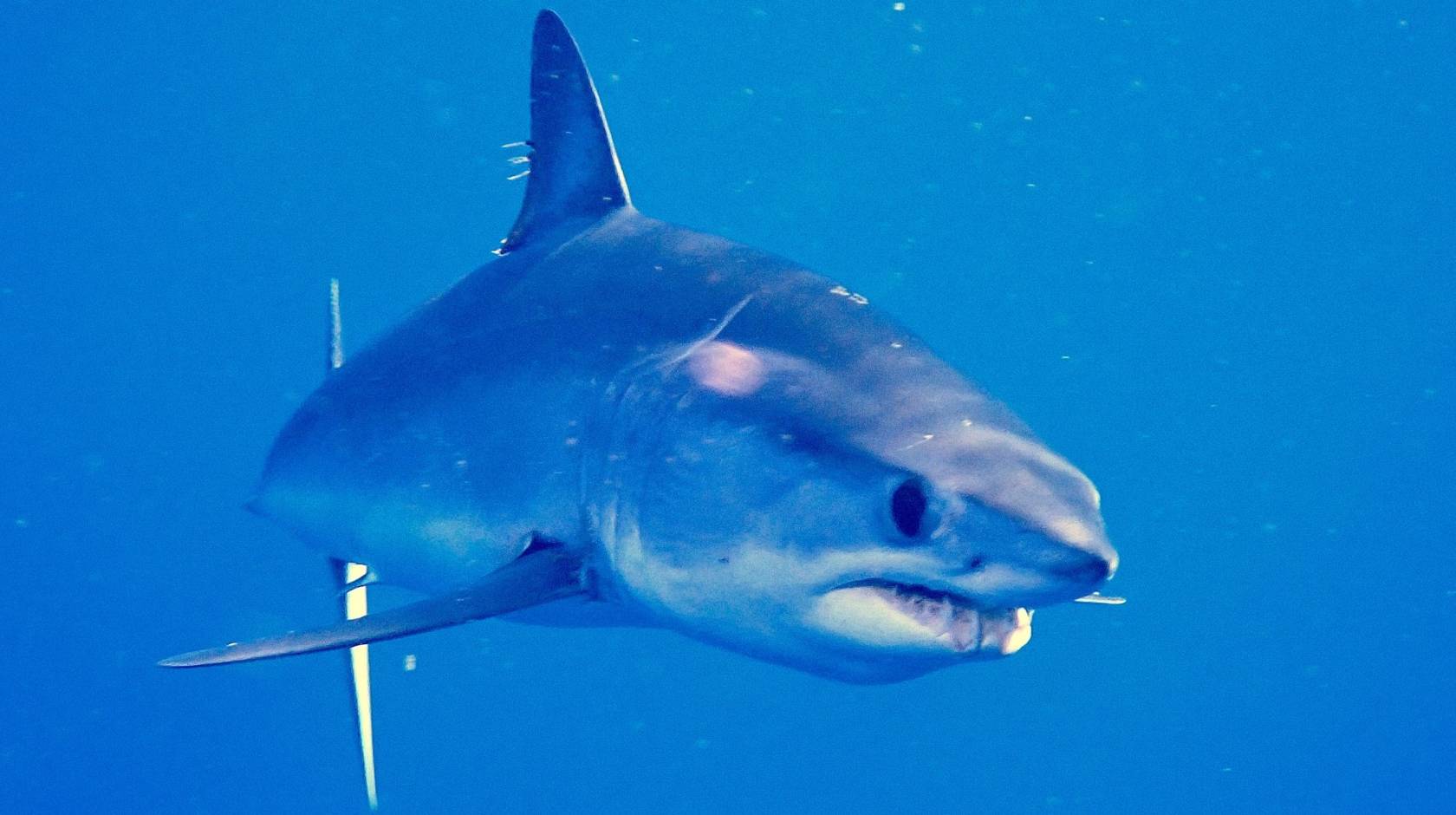 A close-up of a shortfin shark underwater