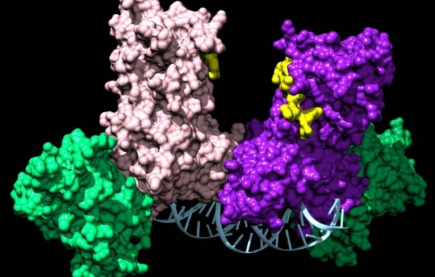 Illustration of a pair of DNMT3A enzymes joining two auxiliary proteins (green) to form a four-part complex