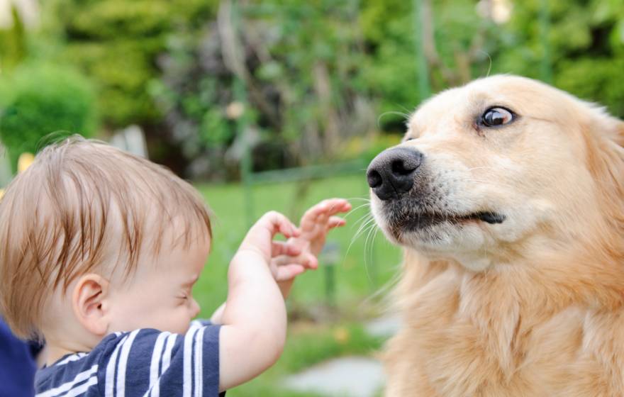 Child scared of golden retriever, also scared