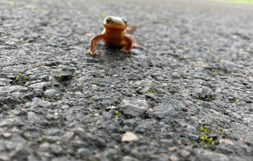 Newt crawls across asphalt
