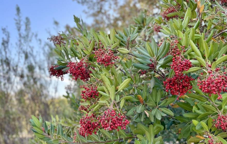 Red berries on green branches, blue sky