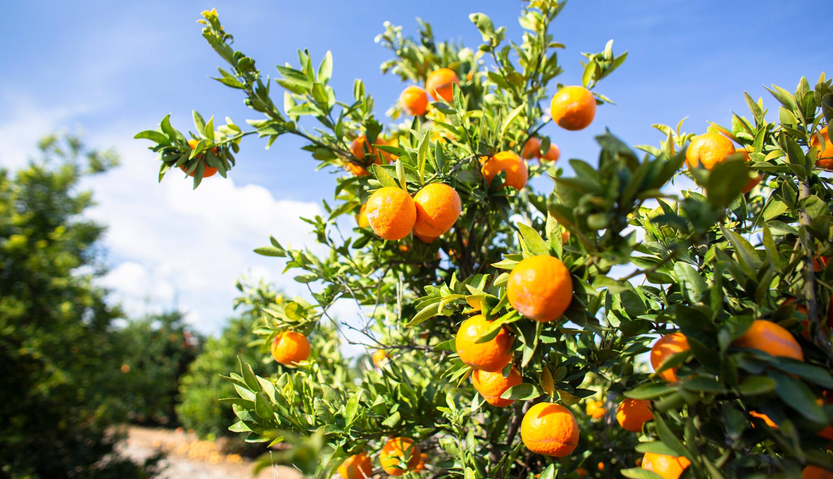 Oranges hanging on an orange tree in an orchard