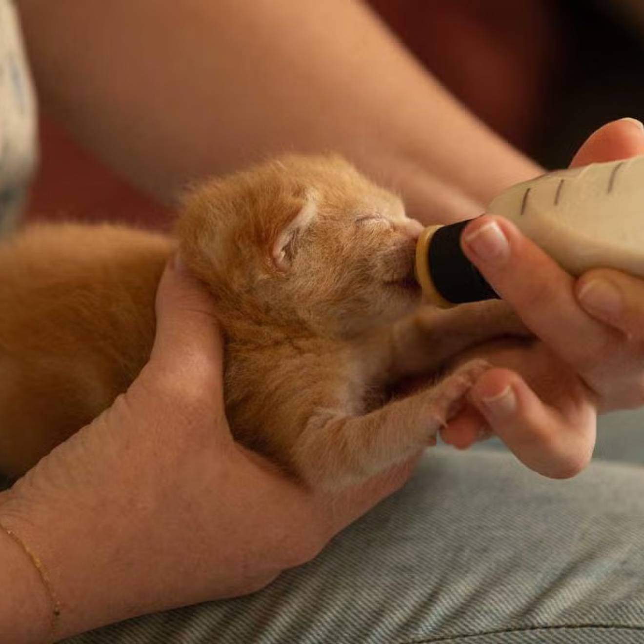 A kitten being bottlefed